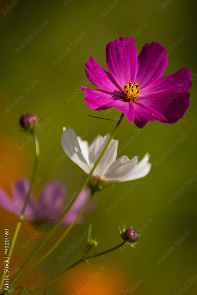 Kosmeya. / Beautiful cosmos flower in the sun. Kosmeya. / Beautiful cosmos flower in the sun.
