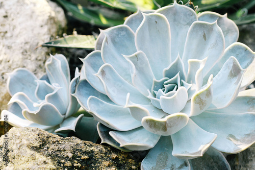 Echeveria flowers. Floral botanical ornamental background