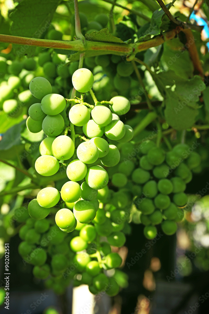 Bunches of green grape on plantation closeup Bunches of green grape on plantation closeup