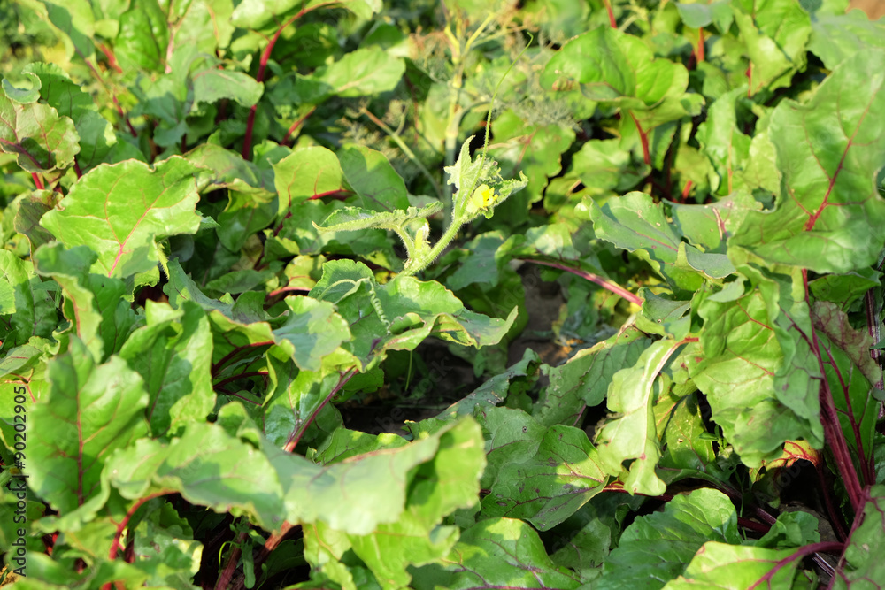 Beet growing in garden