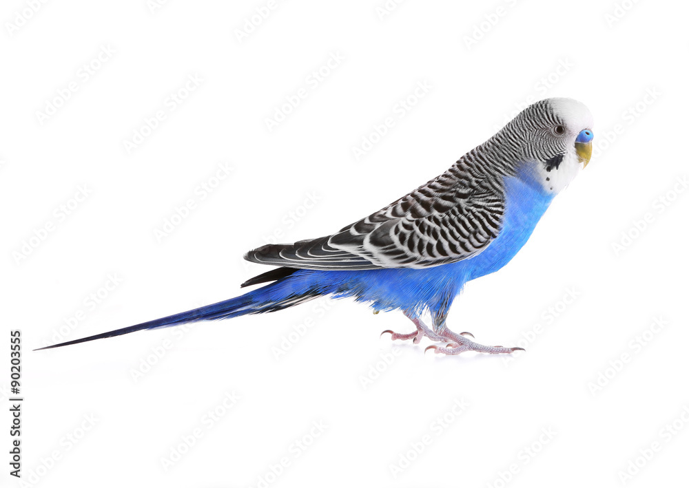 Fototapeta premium Budgerigar isolated on white
