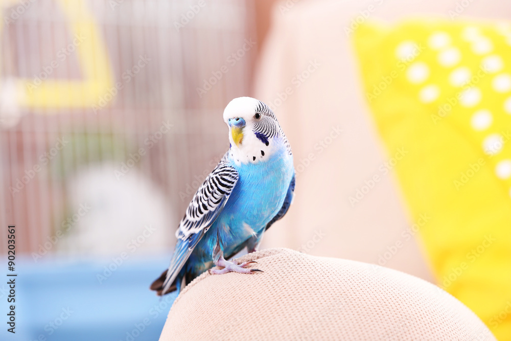 Fototapeta premium Budgerigar at home on bright background