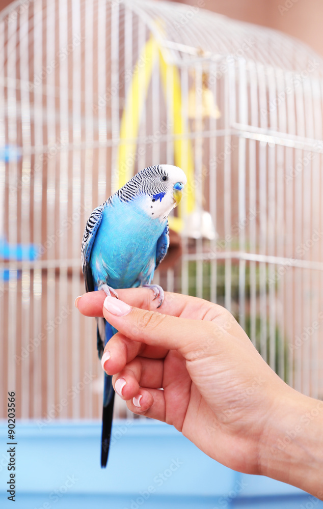 Fototapeta premium Budgerigar sitting on hand on cage background
