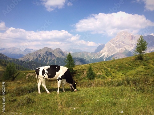 wild cow photo
