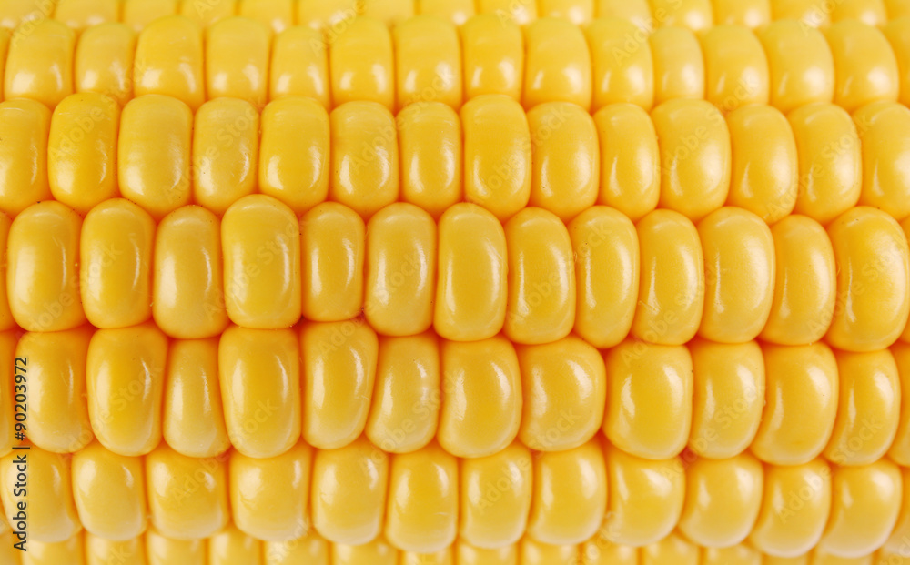 fresh corn close up fresh corn close up