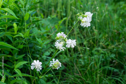 Saponaria officinalis branch with flowers in the natural environ photo