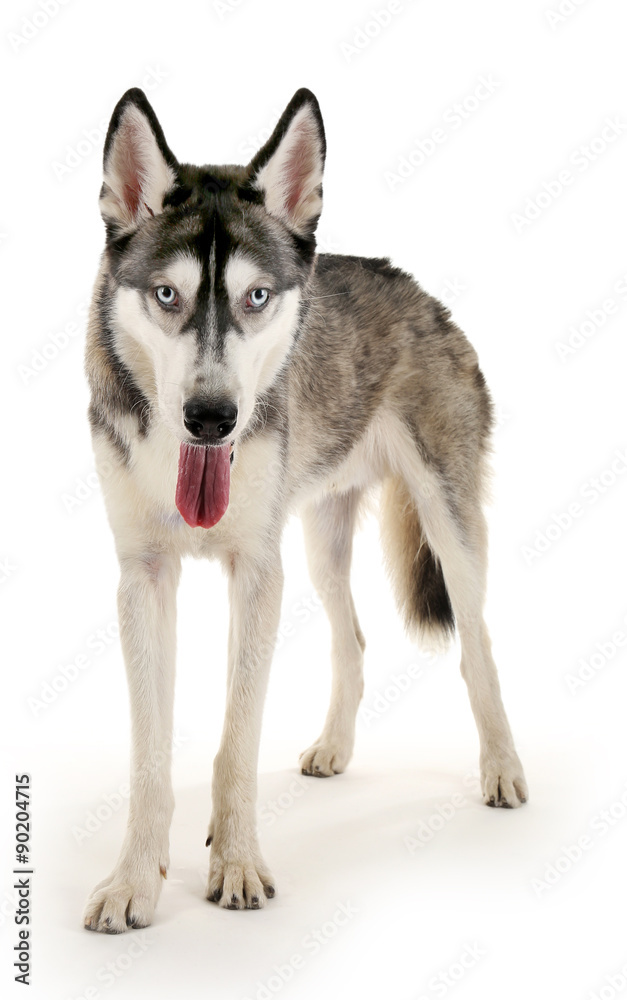 Beautiful huskies dog isolated on white Beautiful huskies dog isolated on white
