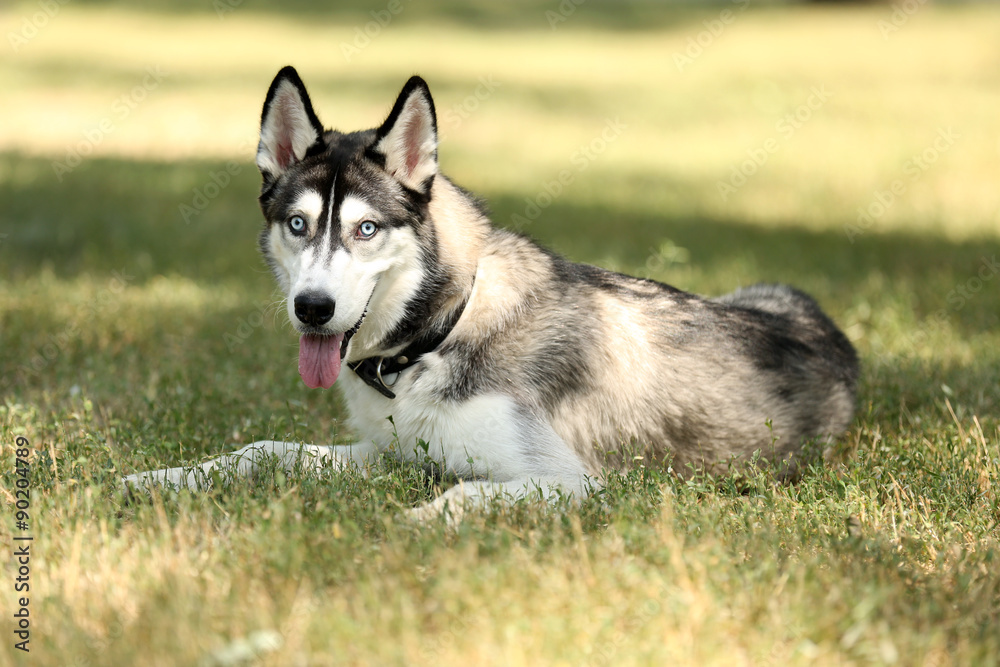 Beautiful huskies dog in park
