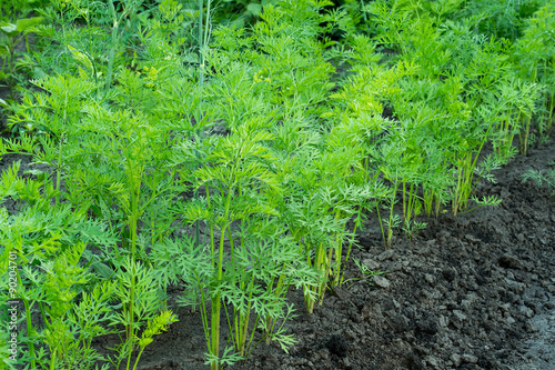 Young organic carrots growing in the garden