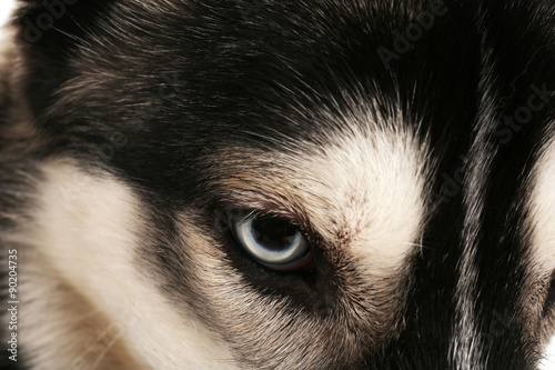 Beautiful huskies dog close up © Africa Studio