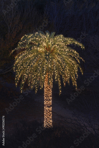 Palm Tree Decorated with White Lights for Christmas Stock Photo | Adobe  Stock