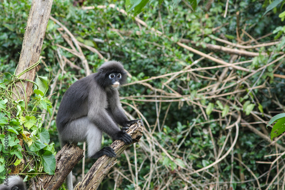Obraz premium Dusky Langur sitting on tree branch