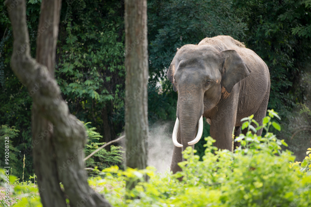 Fototapeta premium elephant in forest
