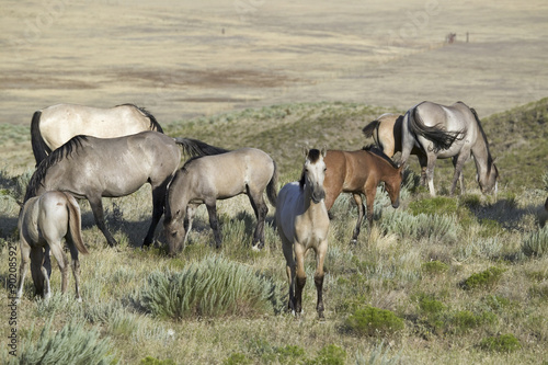 Black Hills Wild Horse Sanctuary, home to America's largest wild horse herd, Hot Springs, South Dakota