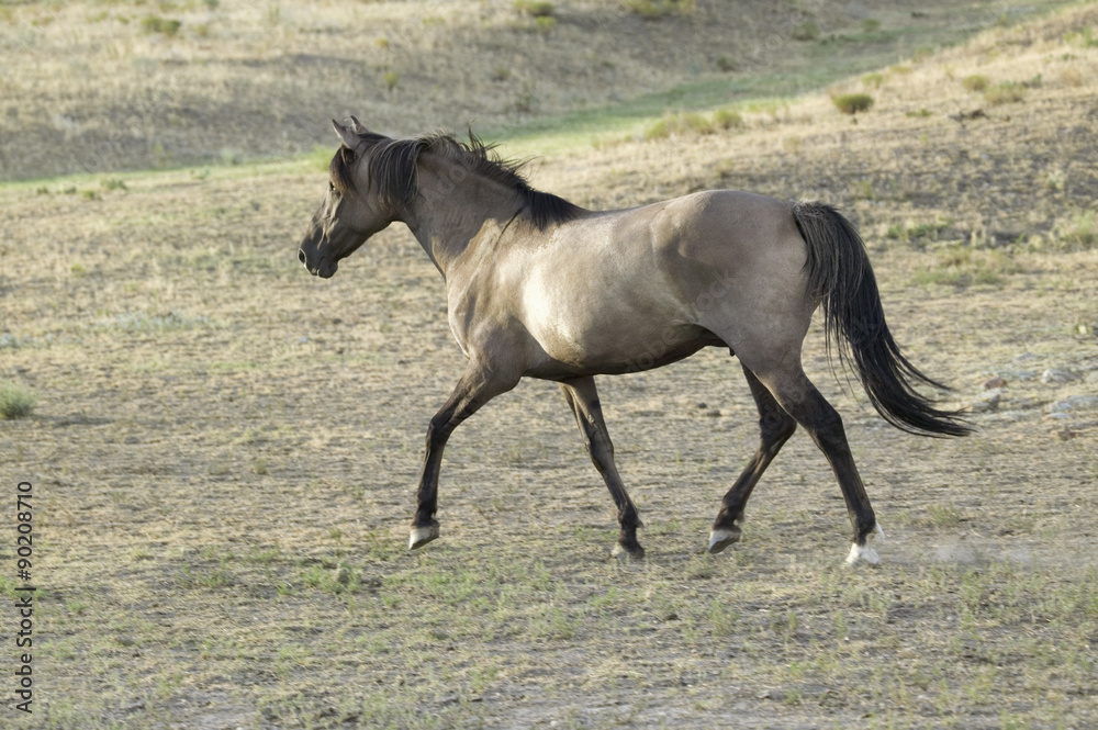 Running horse at Black Hills Wild Horse Sanctuary, the home to America's largest wild horse herd, Hot Springs, South Dakota Running horse at Black Hills Wild Horse Sanctuary, the home to America's largest wild horse herd, Hot Springs, South Dakota