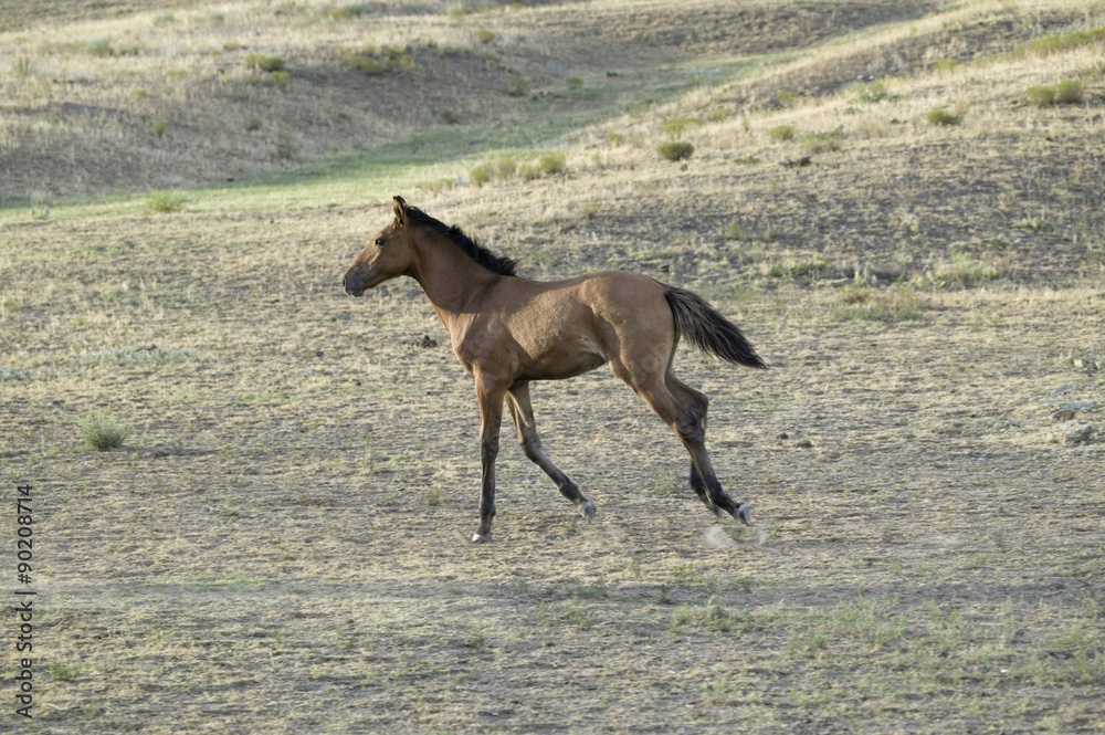 Running colt at Black Hills Wild Horse Sanctuary, the home to America's largest wild horse herd, Hot Springs, South Dakota Running colt at Black Hills Wild Horse Sanctuary, the home to America's largest wild horse herd, Hot Springs, South Dakota