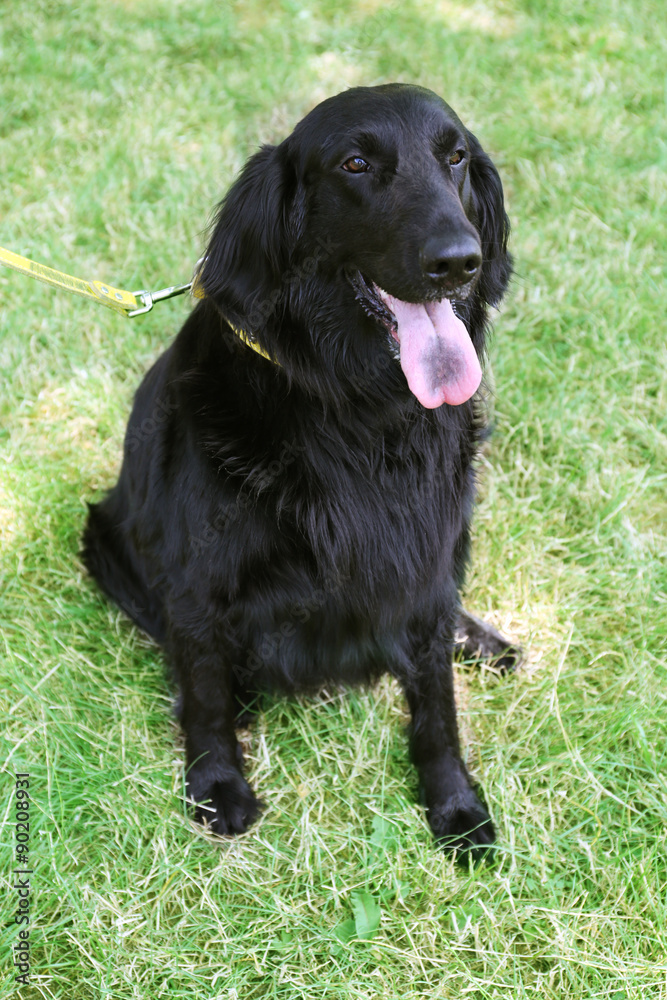 Portrait of big black dog with leash over green grass background Portrait of big black dog with leash over green grass background