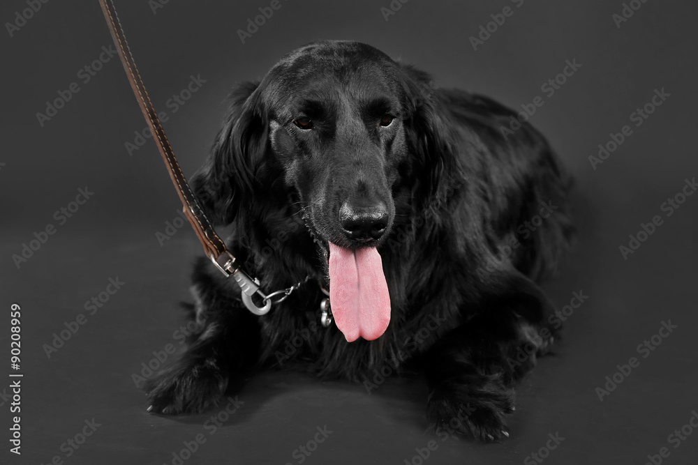 Portrait of big black dog with leash on black background