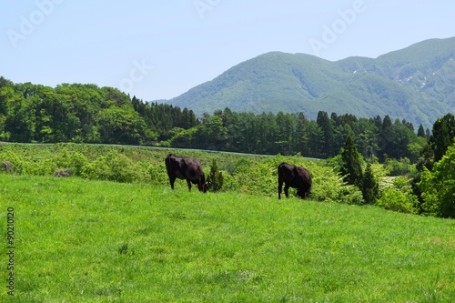 初夏の月山高原牧場の風景／山形県鶴岡市羽黒町川代にある月山高原牧場で撮影した写真です。この牧場は約100haの緑のジュウタンが広がり、雄大な高原の中で牛や羊を眺められます。高原からの眺めは最高で、ひそかな観光ポイントになっています。 photo