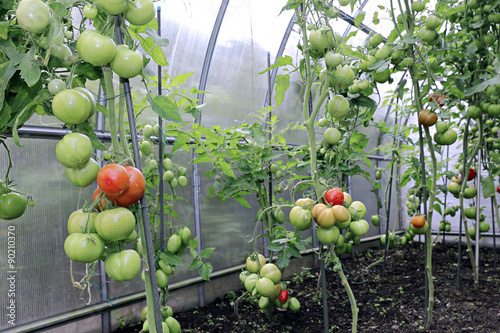 Ripening green and red tomatoes