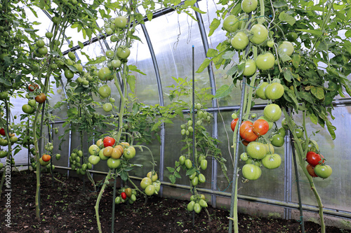 Ripening green and red tomatoes