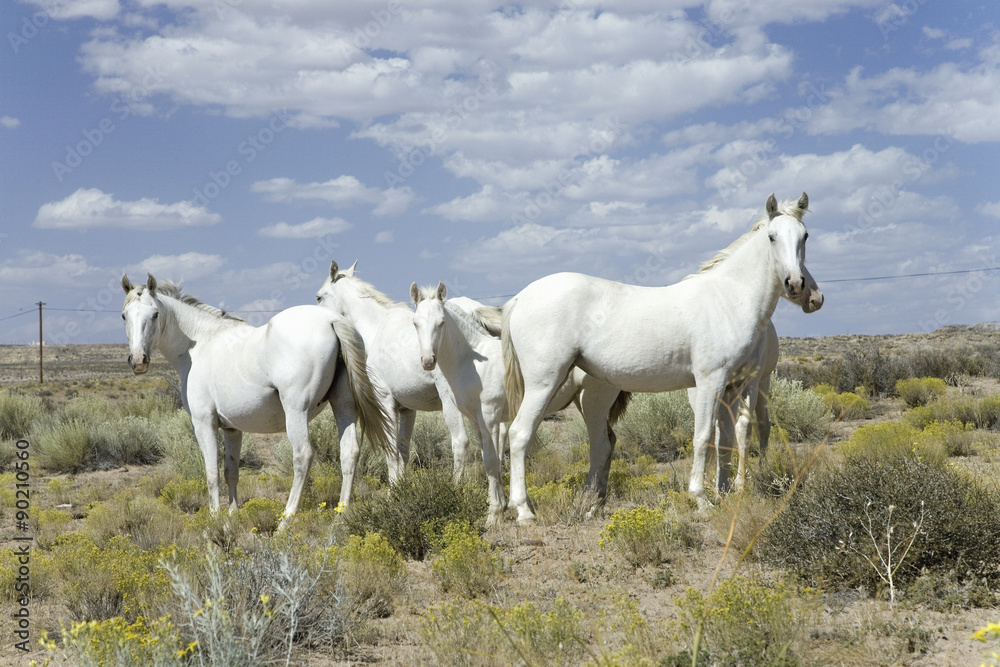 Family of five white horses in desert area on Route 162 between Montezuma Creek and Aneth, Utah Family of five white horses in desert area on Route 162 between Montezuma Creek and Aneth, Utah