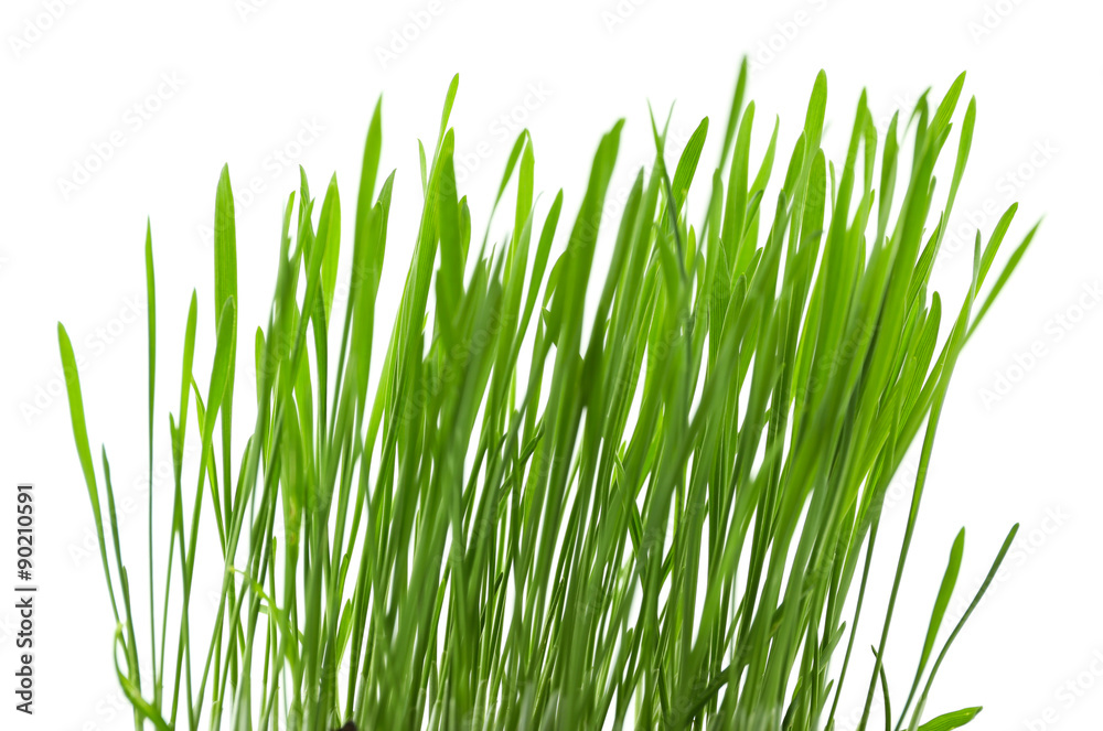 Obraz premium Green grass, isolated on white