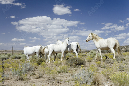 Fototapeta Naklejka Na Ścianę i Meble -  Family of five white horses in desert area on Route 162 between Montezuma Creek and Aneth, Utah