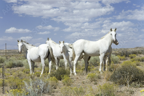 Family of five white horses in desert area on Route 162 between Montezuma Creek and Aneth, Utah