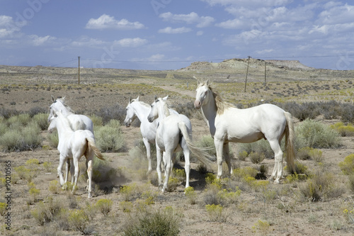 Family of five white horses in desert area on Route 162 between Montezuma Creek and Aneth, Utah