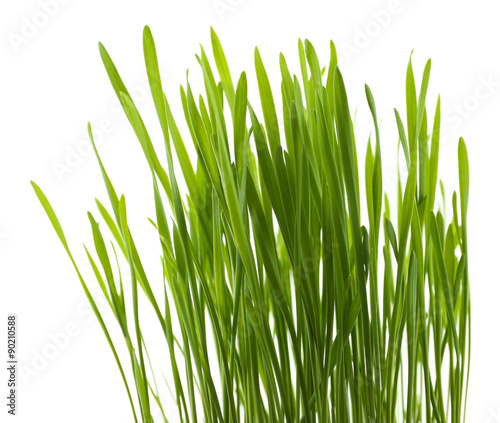 Green grass, isolated on white