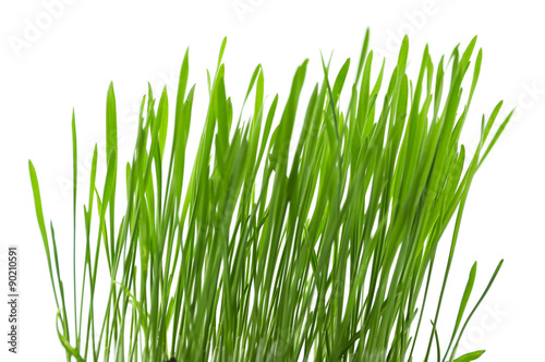 Green grass, isolated on white