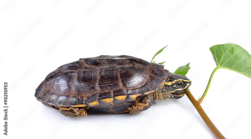 Obraz premium turtle on white background