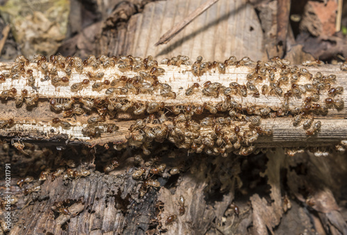 Group of termite are eating wood