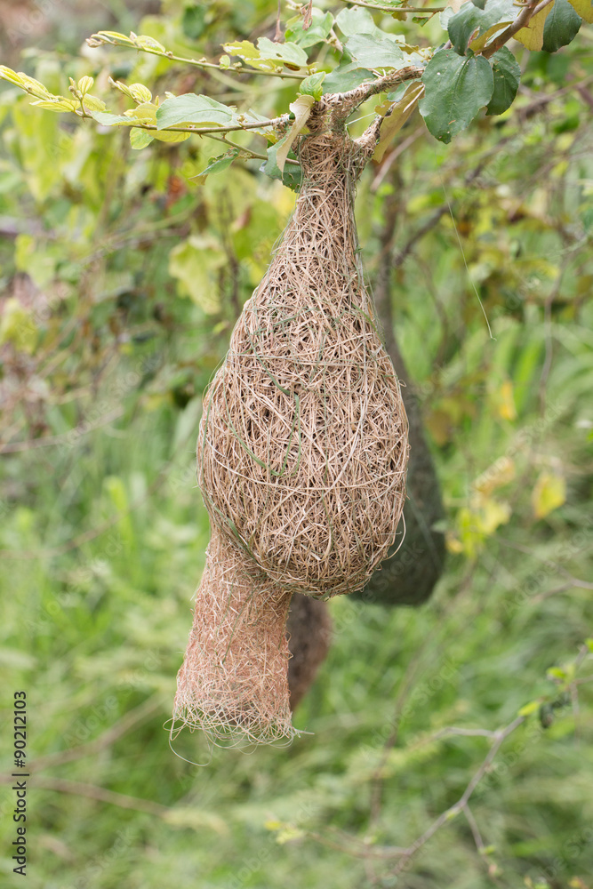 bird s nest bird s nest