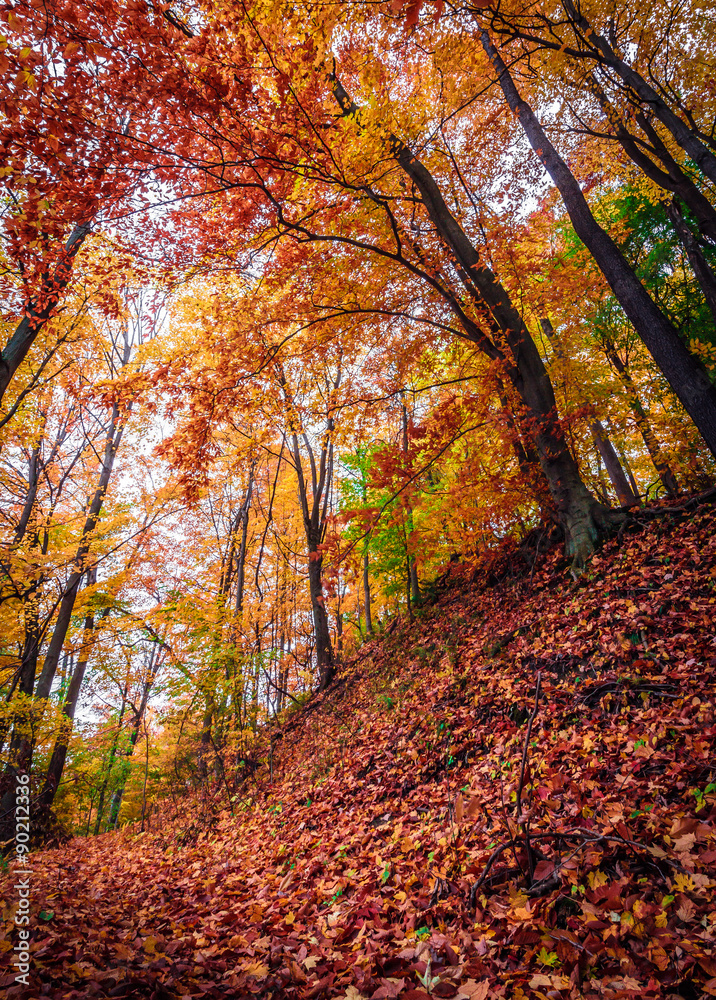 Autumn Forest Landscape. Vertical Background with Gorgeous Copy Space.