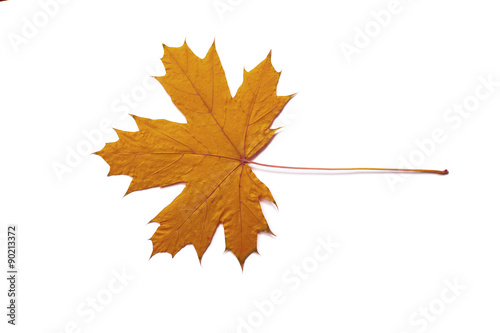 fall  dry maple leaf