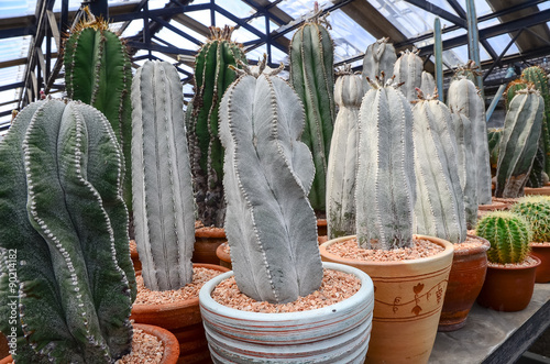 Cactus farm selective focus