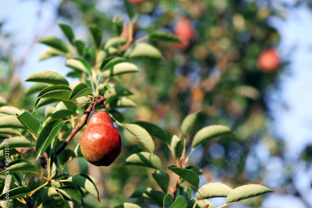 Obraz premium Pear tree close up