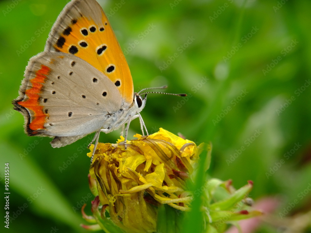 Obraz premium playing on the dandelion #3