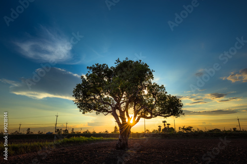 Lonely Tree with Sunset in the background