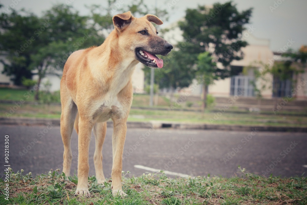 Dog looking in the park Dog looking in the park