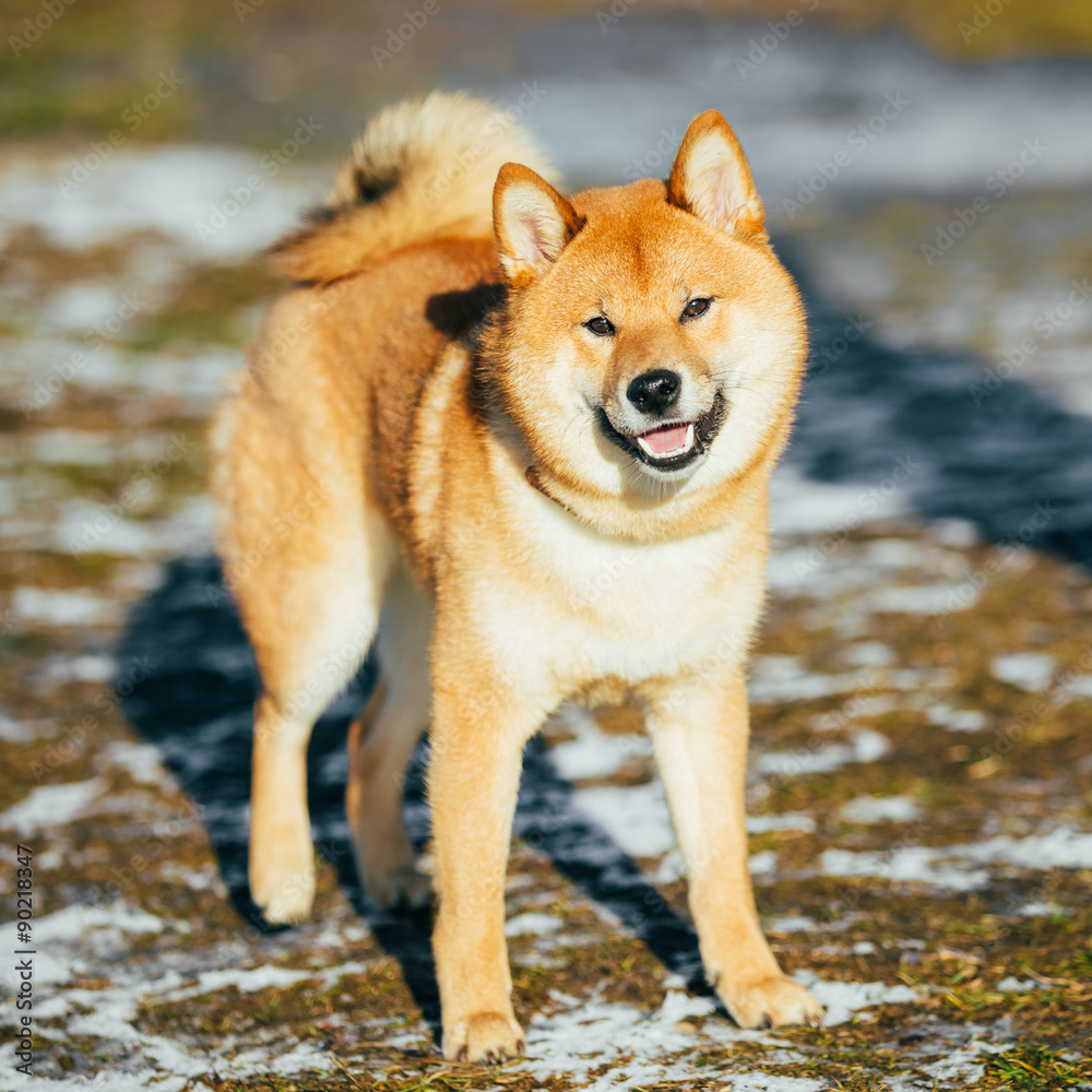 Beautiful Red Shiba Inu Puppy Dog Staying Outdoor In Spring Beautiful Red Shiba Inu Puppy Dog Staying Outdoor In Spring