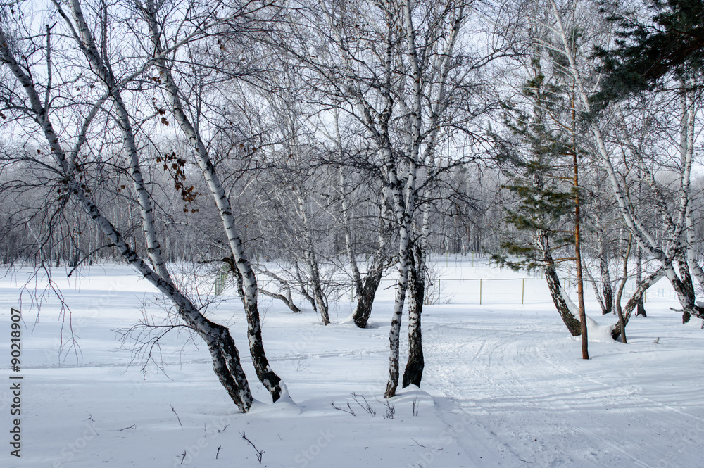 Birch and pine forest