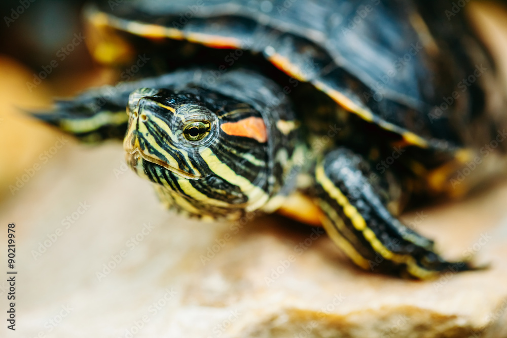 Small Red-ear Turtle, Pond Terrapin Small Red-ear Turtle, Pond Terrapin