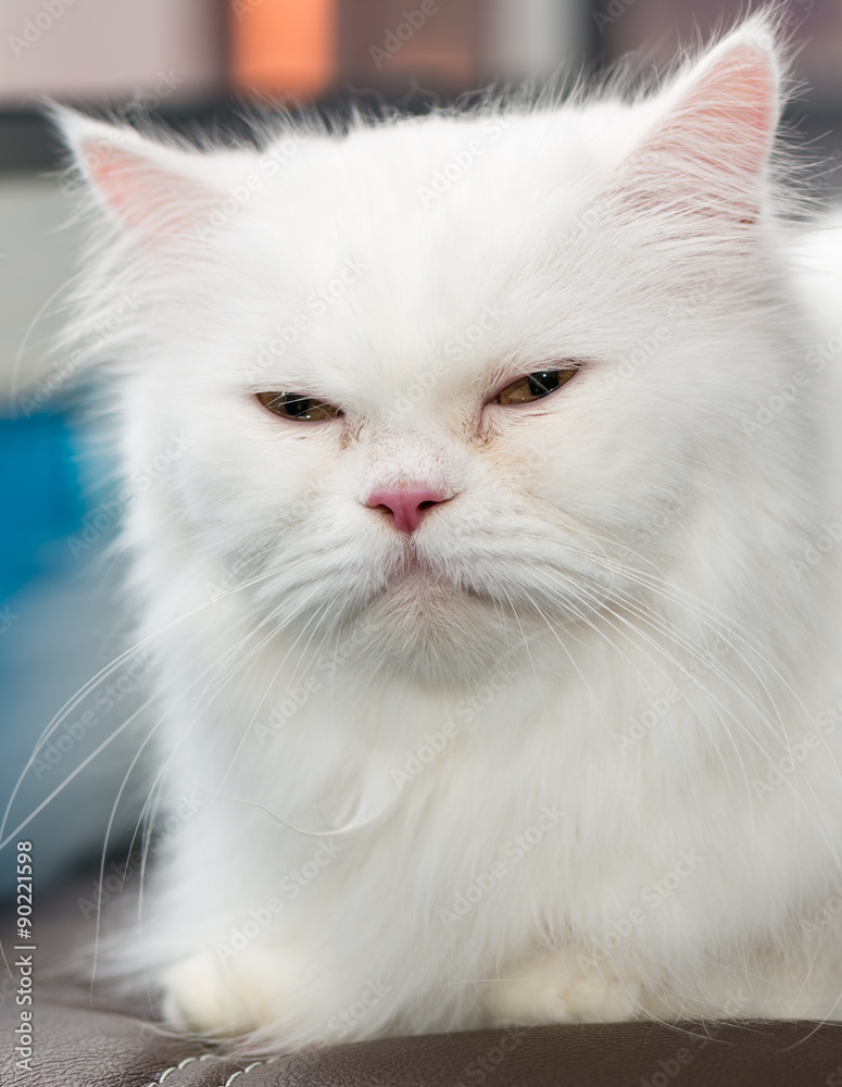 Close up face white Persian cat. Close up face white Persian cat.