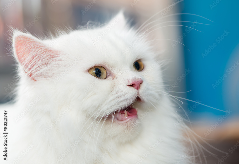 Close up face white Persian cat