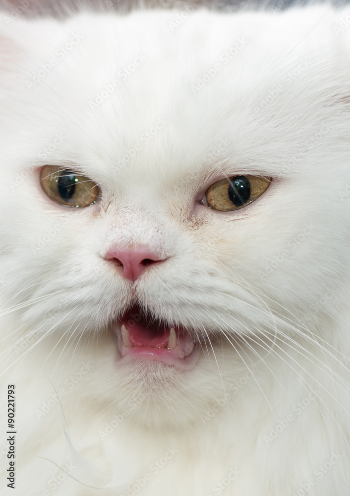 Close up face white Persian cat