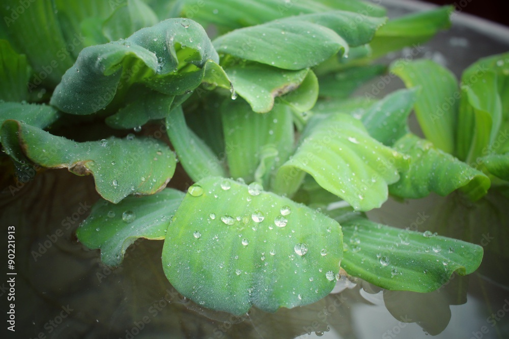 Fern leaves with drip water