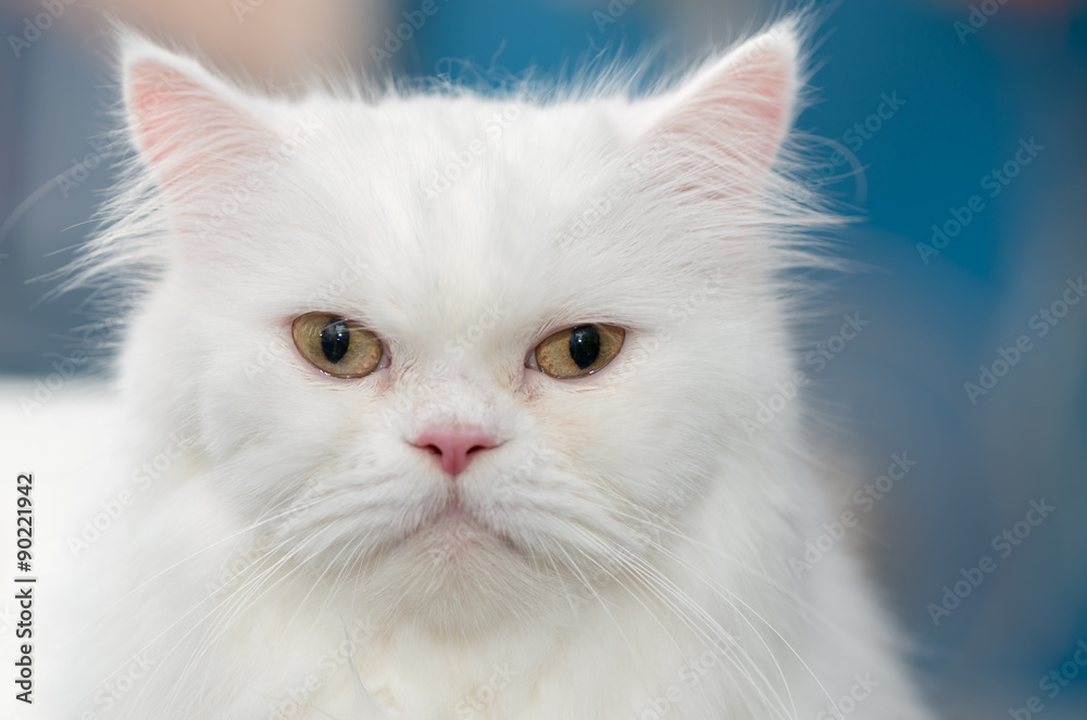 Close up face white Persian cat